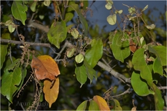 Combretum roxburghii